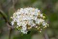 Wayfarer Viburnum lantana, creamy-white inflorescence